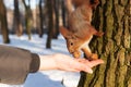 A human feeds a squirrel with walnuts