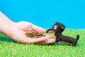 Human feeds tiny dachshund soft toy dry food from his hand on green grass of artificial lawn, blue background