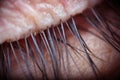 Human female eye macro skin and eyelashes