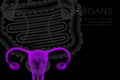 Human Female Organs X-ray set, Uterus and Ovaries infection concept