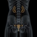 Human Female Urogenital Anatomy Royalty Free Stock Photo