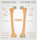 Human femur bones Royalty Free Stock Photo