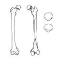 Human femur and patella, vector hand drawn illustration isolated on a white background Royalty Free Stock Photo