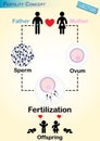 Human Fertilization Diagram