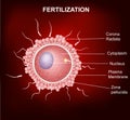 Human fertilization, Insemination of human egg cell by sperm cell Royalty Free Stock Photo