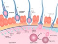 Human fertilization process of sperm and egg cell diagram Royalty Free Stock Photo