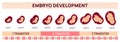 Human fetal development infographics. Embryo growth prenatal stages. Medical poster. Gynecological education. Nine