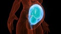 Human Fetus Baby in Womb Anatomy Royalty Free Stock Photo