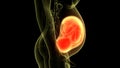 Human Fetus Baby in Womb Anatomy Royalty Free Stock Photo