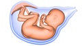 Human Fetus Baby in Womb Anatomy 3d rendering Royalty Free Stock Photo