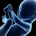 Human fetus Royalty Free Stock Photo