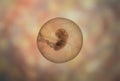 Human fetus developing inside amniotic fluid sac Royalty Free Stock Photo