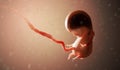 Human fetus or embryo inside body. 3D rendered illustration. Royalty Free Stock Photo