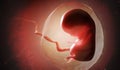 Human fetus or embryo inside womb. 3D rendered illustration. Royalty Free Stock Photo