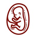 Human fetus embryo womb unborn child vector linear