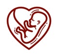 Human fetus embryo womb unborn child vector linear icon isolated