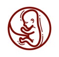 Human fetus embryo womb unborn child vector linear icon isolated