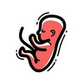 Human fetus embryo womb unborn child vector linear icon isolated .