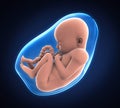 Human Fetus Illustration Royalty Free Stock Photo