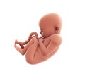 Human Fetus Illustration Royalty Free Stock Photo