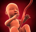 Human Fetus Illustration Royalty Free Stock Photo