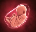 Human Fetus Illustration Royalty Free Stock Photo
