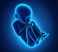 Human Fetus Illustration Royalty Free Stock Photo