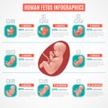 Human Fetus Infographics Royalty Free Stock Photo