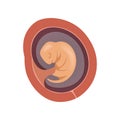 Human fetus inside the womb, 2 month, stage of embryo development vector Illustration on a white background Royalty Free Stock Photo
