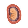 Human fetus inside the womb, 3 month, stage of embryo development vector Illustration on a white background Royalty Free Stock Photo