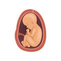 Human fetus inside the womb, 9 month, stage of embryo development vector Illustration on a white background Royalty Free Stock Photo