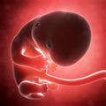Human fetus month 2