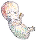 Human fetus - mosaic pattern - single cell biology Royalty Free Stock Photo