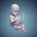 Human fetus in utero. Unborn life, connection, future and vitality concept Royalty Free Stock Photo