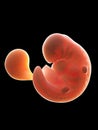 A human fetus, week 6 Royalty Free Stock Photo