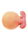 A human fetus, week 5 Royalty Free Stock Photo