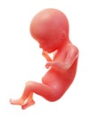 A human fetus, week 19 Royalty Free Stock Photo