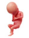 A human fetus, week 17 Royalty Free Stock Photo