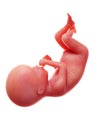 A human fetus, week 20 Royalty Free Stock Photo