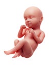 A human fetus, week 39 Royalty Free Stock Photo