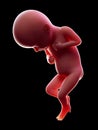 A human fetus, week 32 Royalty Free Stock Photo