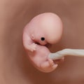 A human fetus - week 8