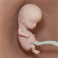 A human fetus - week 10 Royalty Free Stock Photo