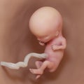A human fetus - week 11