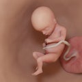 A human fetus - week 17