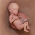 a human fetus - week 26