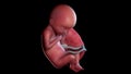 A human fetus week 18