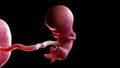 A human fetus week 11