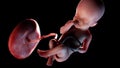 A human fetus week 25