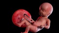 A human fetus week 21
